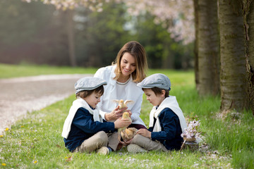 Young mother and her two children, boys, playing with little baby chicks in cherry blossom garden