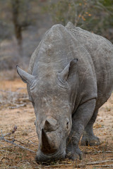 Naklejka premium rhino walking free in savannah