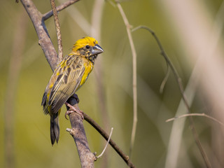 Image of Asian golden weaver bird (Ploceus hypoxanthus) on nature background.