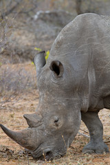Fototapeta premium rhino walking free in savannah