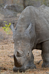 Obraz premium rhino walking free in savannah