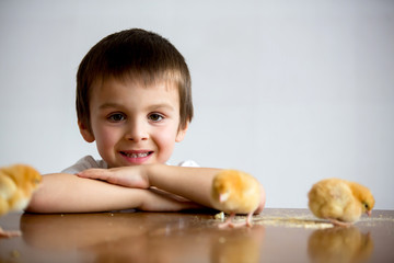 Cute sweet little child, preschool boy, playing with little chicks at home