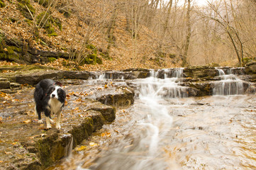 cane vicino alla cascata