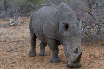 Fototapeta premium rhino walking free in savannah