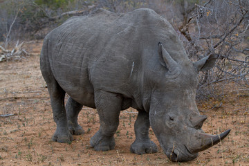 Naklejka premium rhino walking free in savannah