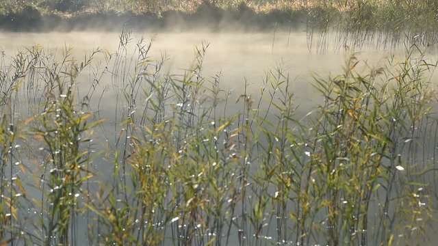Szuwary na wodzie we mgle kołyszące się na wietrze
