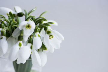 Bouquet of beautiful white snowdrops in vase on light background