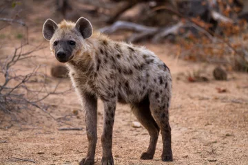 Acrylic prints Hyena hyena walking in the bush of kruger national park