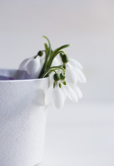 Bouquet of beautiful white snowdrops in box on white wooden background
