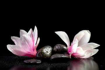 Panele Szklane  Kwiat magnolii z bliska na białym tle na czarnym tle
