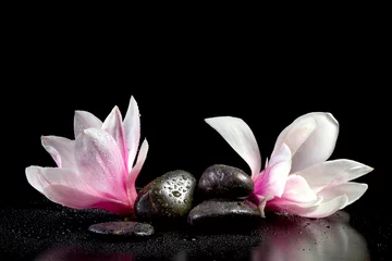 Fototapeten Magnolienblüte Nahaufnahme auf schwarzem Hintergrund isoliert © g215