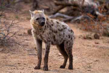 hyena walking in the bush of kruger national park
