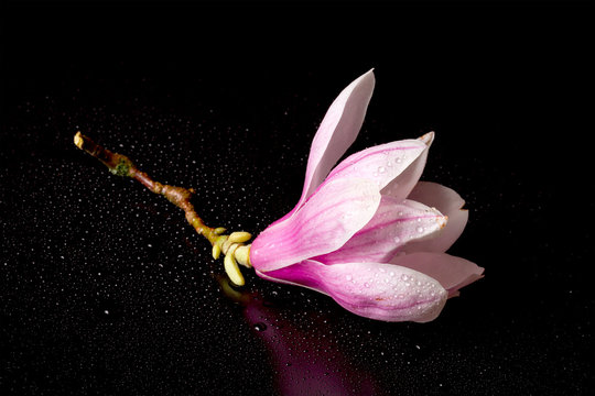 Fototapeta Magnolia blossom close up isolated on black background