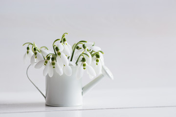 Beautiful white snowdrops in little watering can on white background