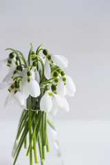 Beautiful white snowdrops in glass vase on white background