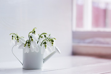 Beautiful white snowdrops in little watering can on white background near window