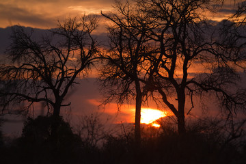 Naklejka na ściany i meble sunset in the kruger national park south africa