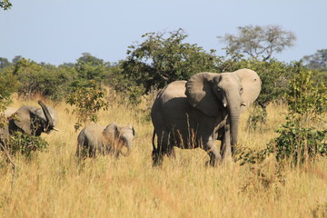 Afrikanischer Elefant, Sambia