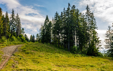 Fototapeta na wymiar spruce forest on the hillside