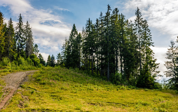 Fototapeta spruce forest on the hillside