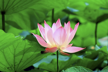 The accessories for business man.