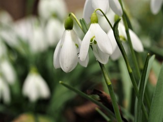 Spring flower snowdrop, beautiful nature