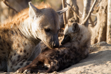 hyena suckling the cubs in the kruger national park