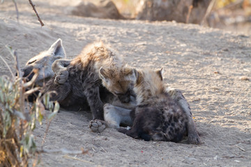 Naklejka na ściany i meble hyena suckling the cubs in the kruger national park