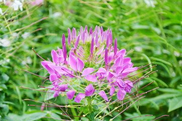 purple spider flower tropical plant in garden