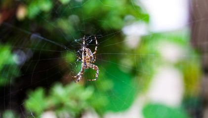 Macro Spider on Web #3