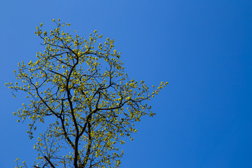 Mohnblumen auf einer blühender Wiese im Sommer