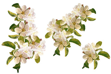 Flowering branch of apple isolated on a white background. © alenalihacheva