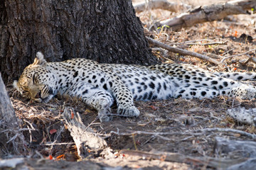 Fototapeta na wymiar leopard sleeping under the shade of a tree