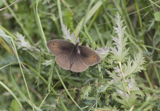 meadow brown butterfly