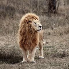 Beautiful White Lion. Caesar in the savanna. scorched grass