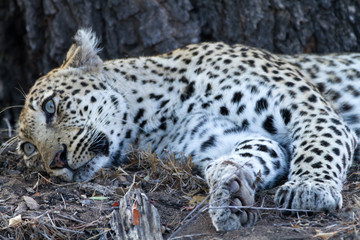 Obraz na płótnie Canvas leopard sleeping under the shade of a tree
