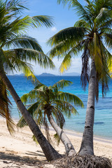 3 Tropical Coconut Trees on Island Beach
