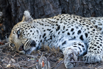 Naklejka na ściany i meble leopard sleeping under the shade of a tree