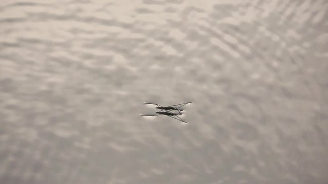 water striders (gerris lacustris) in super slow motion