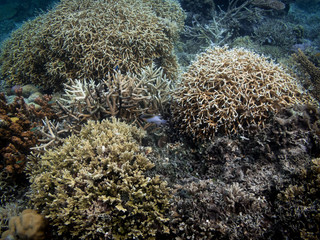 Naklejka na ściany i meble Intricate Coral Formations Underwater in Linapacan Island, Palawan