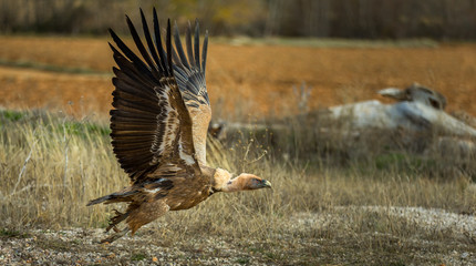 Griffon vulture