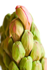 fresh hyacinth buds macro