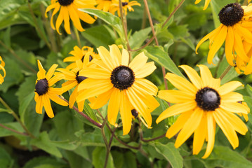 満開の黄色のエキナセア