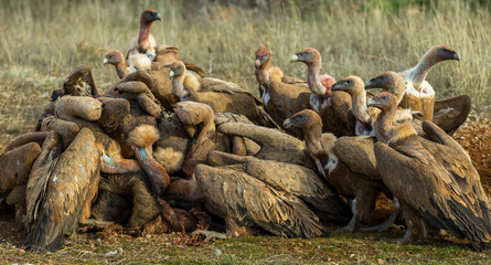 Griffon vulture