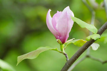 Blossoming of pink magnolia flowers in spring time, floral seasonal background