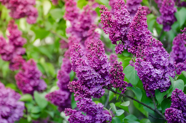Branch of lilac flowers with green leaves, floral natural macro background,
