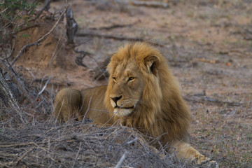 lions in the bush of the kruger national park