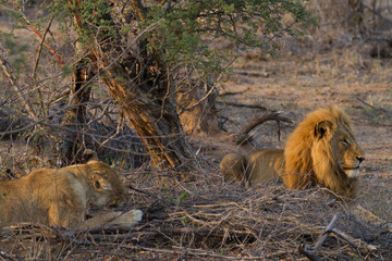 lions in the bush of the kruger national park