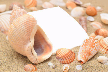 White page and sea shells