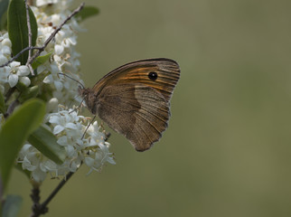 Meadow brown butterfly